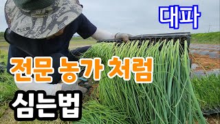 대파 전문가 처럼 뿌리 크게 키우는법