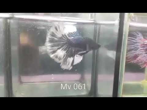 (MV-061) Black Marble Halfmoon Male Betta