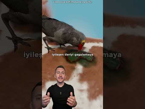 Zürafanın Kanıyla Beslenen Kuş 😨🩸
