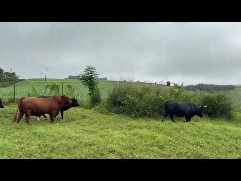Livestock Wealth