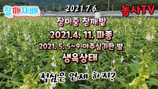 참깨재배, 2021년 7월 6일 장마중 참깨 생육상황 [농사TV]