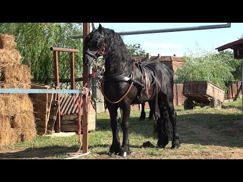 Parada cailor in orasul - Tasnad, Satu Mare - 2019