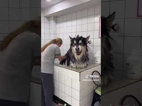 Funny and cute dogs compilation#funnydogs#cute#doglover#doglife#cure#dogshorts#pet#doglife