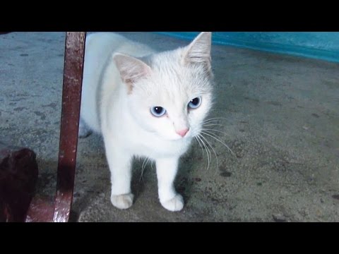 White cat with blue eyes waiting for me