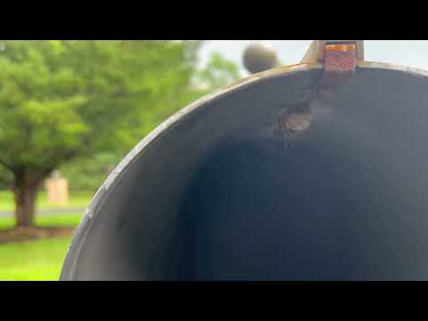 Yellow Jackets Waiting in the Mailbox in Colts Neck, NJ