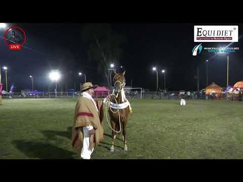 🔴🔴 Hembras Concurso Departamental de Aguilares 🔴🔴