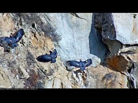 California Condor Family Spreads Their Wings In The Sun – Oct. 14, 2018