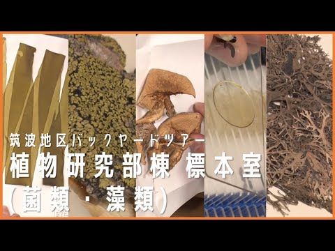 国立科学博物館　筑波地区バックヤードツアー「植物研究部棟 標本室(菌類・藻類)」