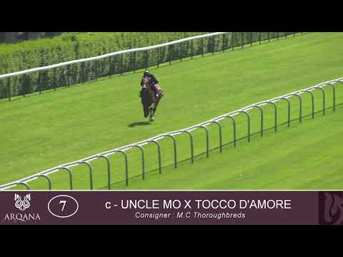 2024 Breeze Up - Lot 7 c. UNCLE MO x TOCCO D'AMORE