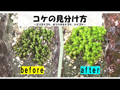 水中のツノゴケについて詳しく解説