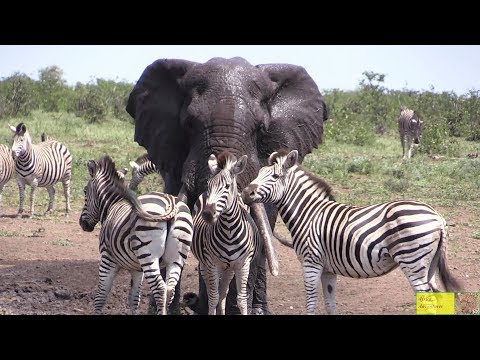Watch Beautiful Elephant And Zebra Friendship