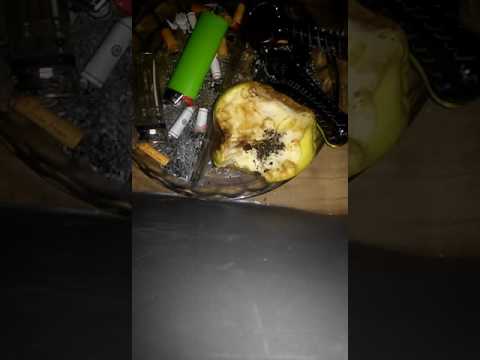 Seiya DHC - Chapetes