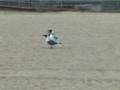 Laughing Gull Copulating