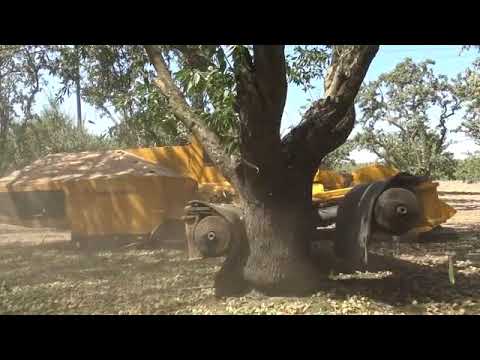ピスタチオの木 植物
