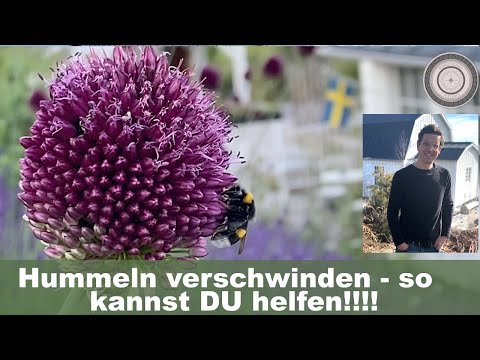 Protecting bumblebees in your own garden: a tip for steep slopes, sowing on hillsides