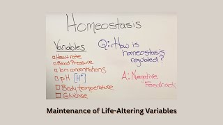 Bio 5 Homeostasis & Negative Feedback