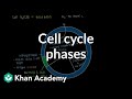 Cell Cycle Phases Cells MCAT Khan Academy