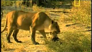 LEOA ABANDONA FILHOTE QUE FOI FERIDO POR BÚFALOS