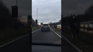 faze tari plimba calul