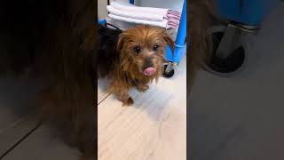 Video preview image #1 Silky Terrier Puppy For Sale in Benton, LA, USA