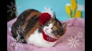 Un grand merci à nos petits pensionnaires qui se sont laissés déguiser pour les photos de Noël et No