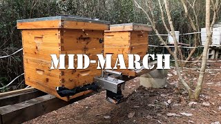 Mid-March | #colesfarmnc #jacksonvillenc #beekeeping