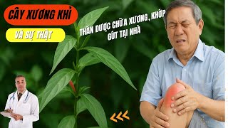 Sự Thật Về Cây Xương Khỉ (Bìm Bịp): Thần Dược Chữa Bệnh Gút, Xương Khớp Ngay Tại Vườn Nhà