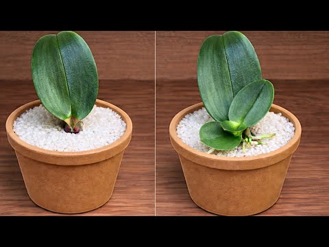 How to Quickly Revive Any Dying Orchid Using Only Rice