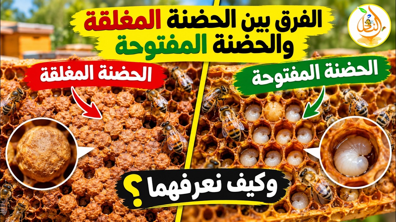كل نحّال يجب أن يعرف هذا السر! كيف تميّز بين الحضنة المفتوحة والمغلقة؟ 🔍 #الح