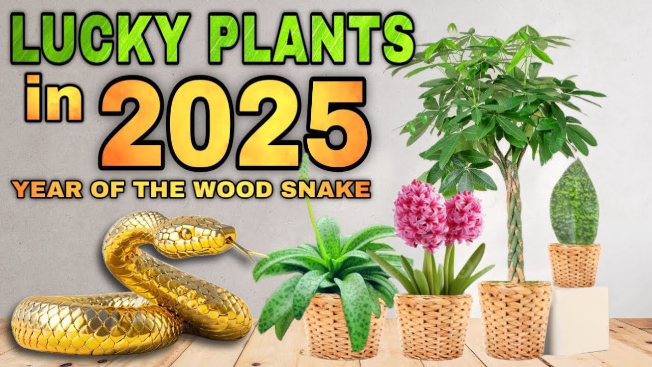 TOP 10 LUCKY PLANTS IN 2025 | 10 Swerteng halaman ngayong YEAR OF THE WOOD SNAKE para sa year 2025