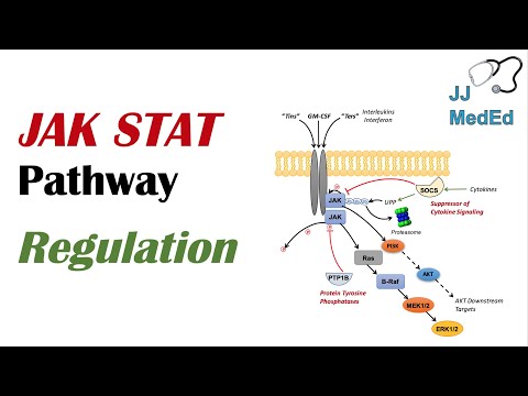 Overview of Glycolysis Basics for Beginners Biochemistry Lesson