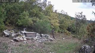 3️⃣🔴7/24 Kesintisiz Yaban Hayatından Canlı Yayın 🐾 (Türkiye'de ilk ve tek) camera Doğu2 🧭 live webcam