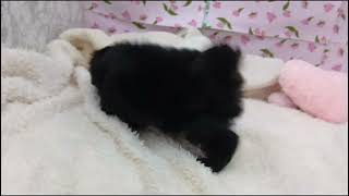 ハーフ犬の動画01