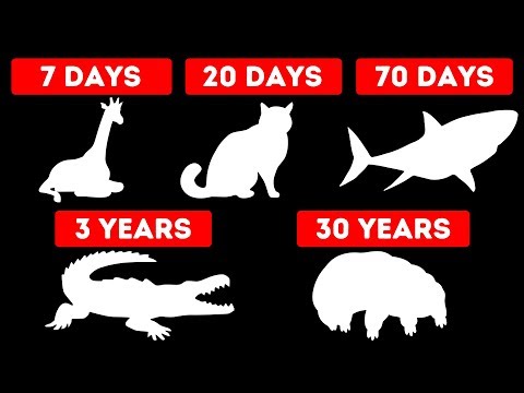 3rd YouTube video about how long can a toddler go without eating