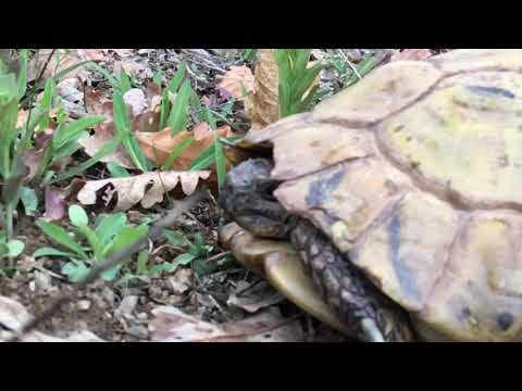 Breshka e tokes - Testudo hermanni (Gmelin, 1789)