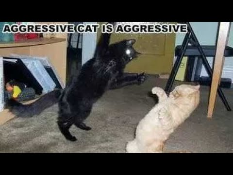 Cat Fighting