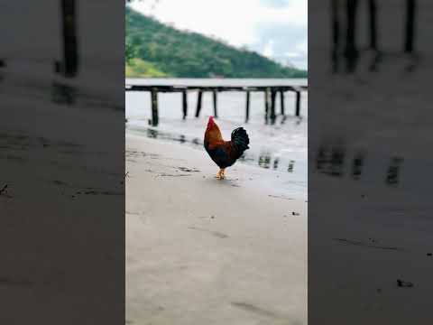 Chiriqui grande #chiriquigrande #fotografiadocumental #bocasdeltoro