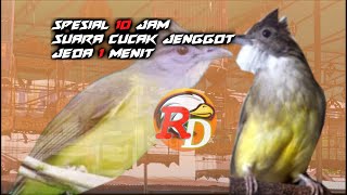 Download lagu 10 Jam Masteran Cucak Jenggot Jeda 1 Menit mp3 Download lagu 10 Jam Masteran Cucak Jenggot Jeda 1 Menit mp3