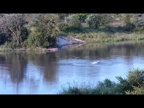 Djuma: Hippo getting a bit active - 16:47 - 04/02/2023