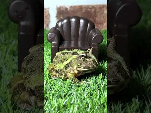 ご飯を食べ終えたカエルがカッコ良すぎる#カエル #frog #ツノガエル