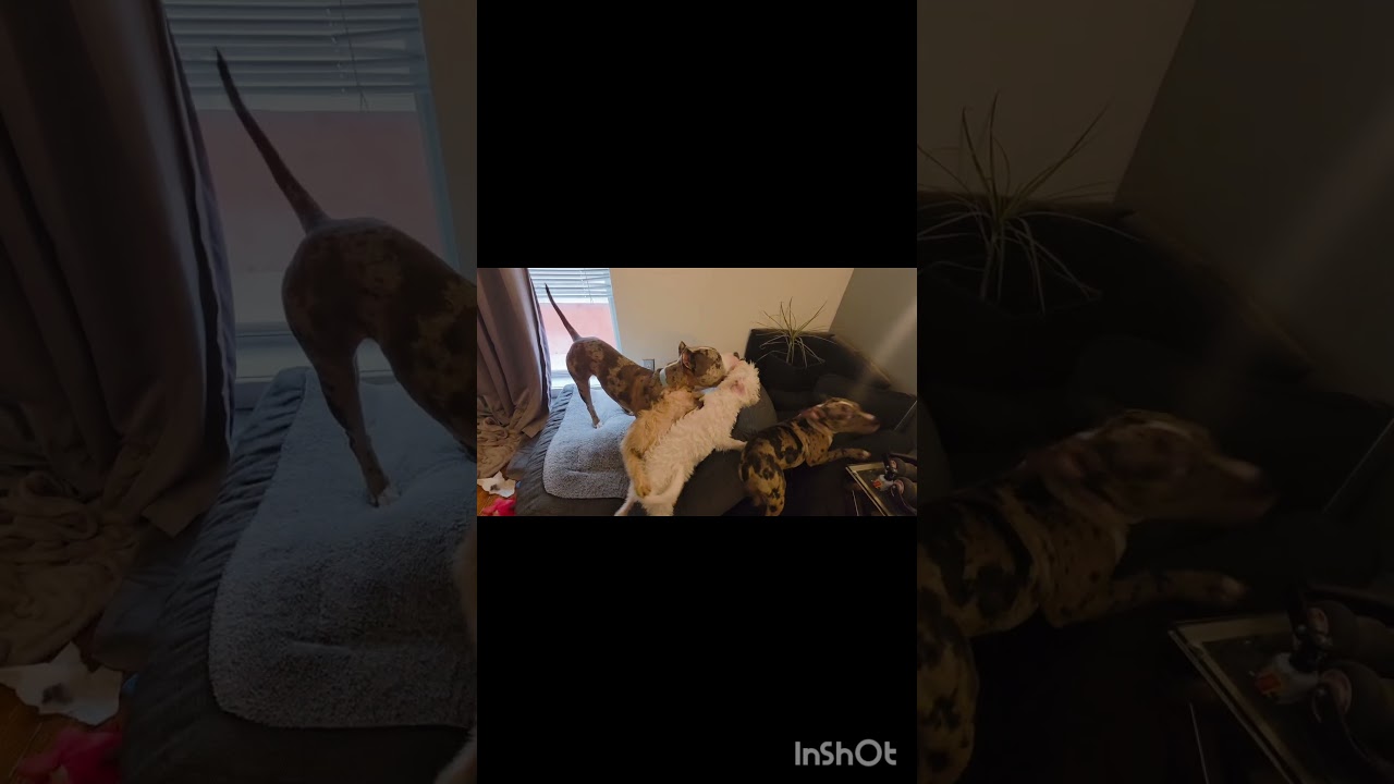 Enlarge Benny, a Adoptable mixed breed in Portland, ME video 6/6