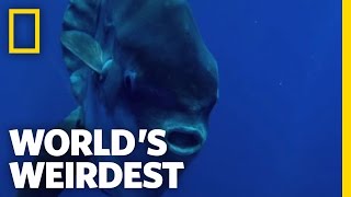 Seagulls Help Sunfish | World&#39;s Weirdest