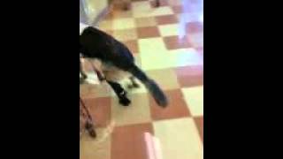 Lt Dan's new leg-part 1