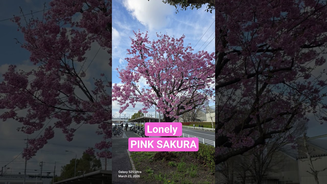 LONELY SAKURA #safetyshoes #shortvideos #viral #shorts #automobile