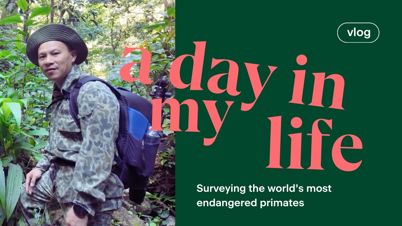 Surveying Tonkin snub-nosed monkeys in Vietnam