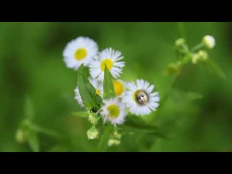 Try to add in Flower Maimuna maisa in flower 1