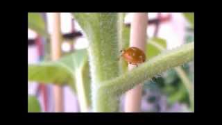 LIL B - I TOT IANN (LADYBUG GOING HARD)