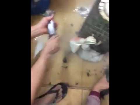 Il pigmentary nota su un dorso il trattamento di posti bianco I mezzi più efficaci per candeggiare della persona