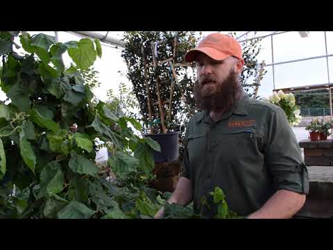 Contorted Filbert | Carex Design Group