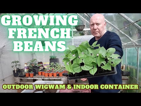 Growing French Beans Wigwam Or Container Dwarf [Gardening Allotment UK] [Grow Vegetables At Home ]